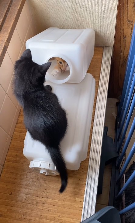 タンクの中の猫と黒猫