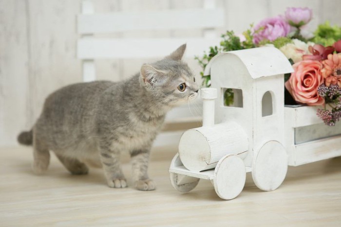 積み木の汽車の臭いをかぐ猫