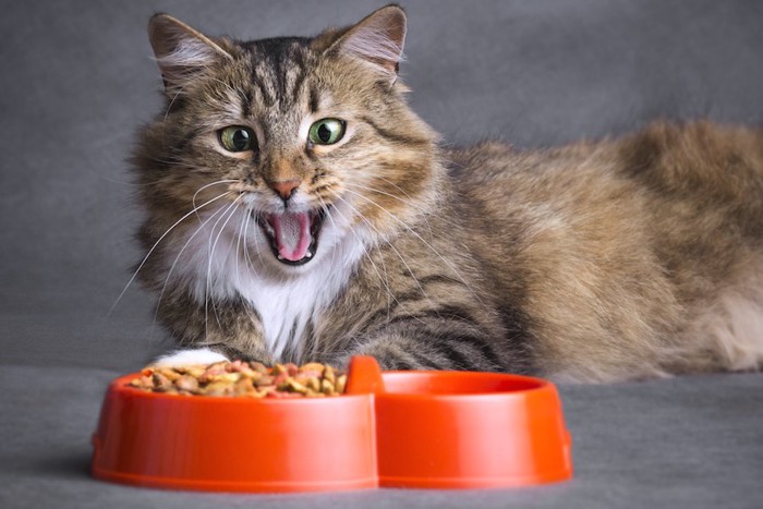 ご飯の入ったお皿の前であくびをする猫