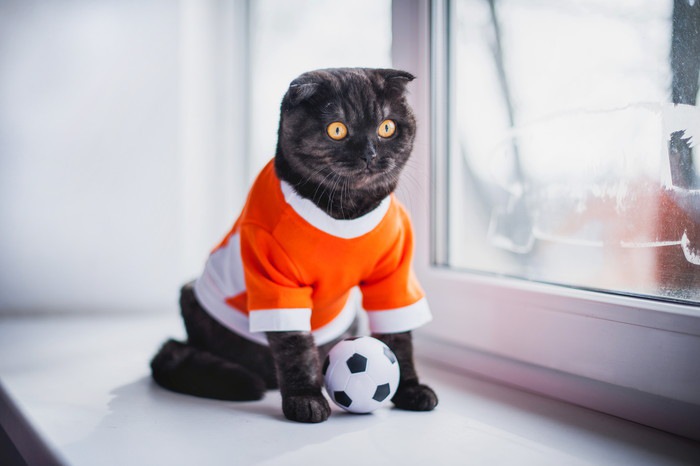 サッカーのユニフォームを着た猫
