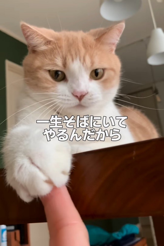 人の指を前足で握る猫