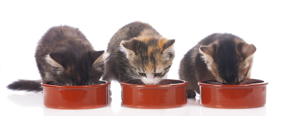３匹の子猫が並んでご飯を食べる