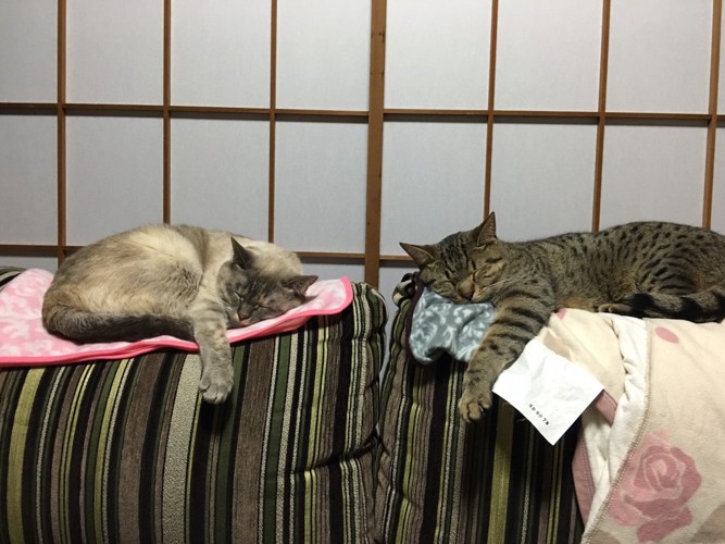 障子の前で寝る猫2匹