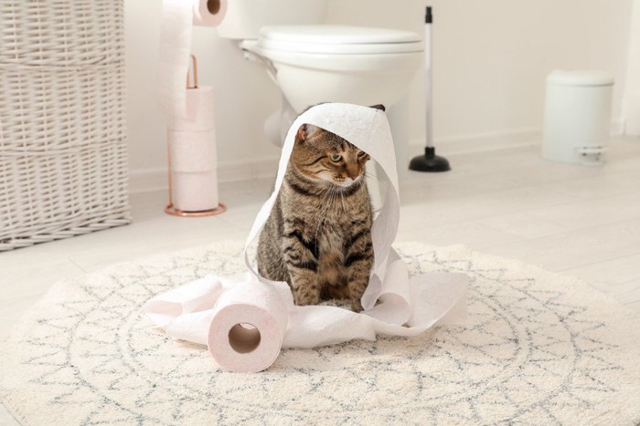 トイレットペーパーに包まった猫