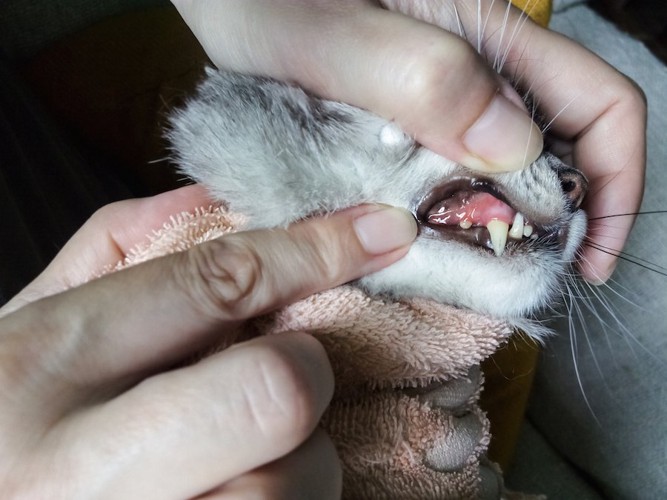 抜けた歯を確認されている猫