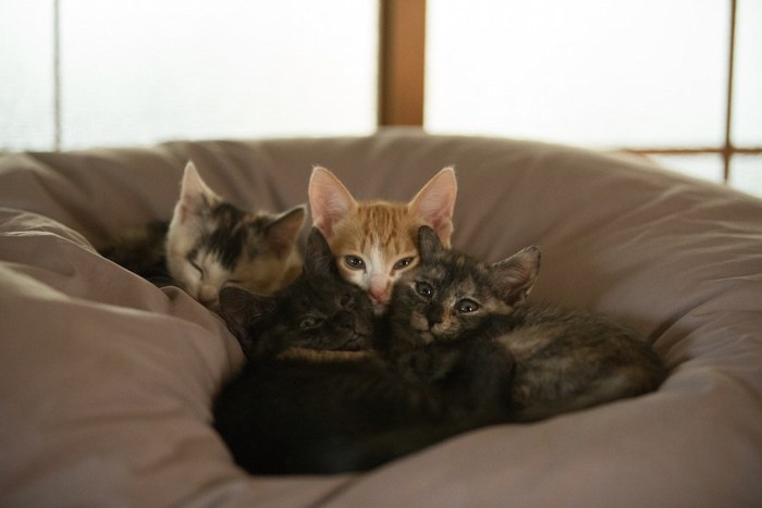 布団の上で寄り添って眠る子猫たち