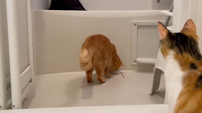 お風呂場に近づく猫と見守る猫