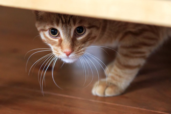 家具の下で怯えた様子の猫