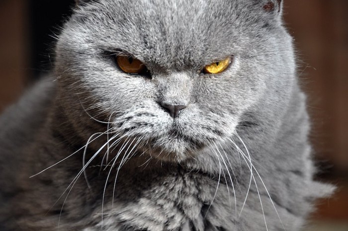 不機嫌そうな表情のグレーの猫