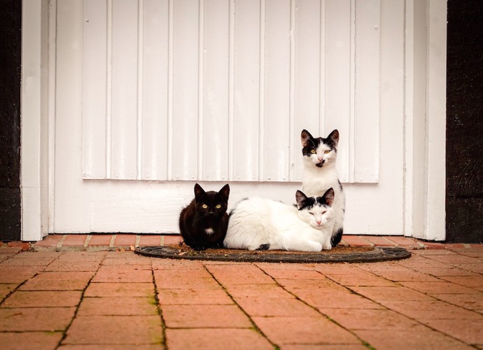 扉の前でくつろぐ三匹の猫