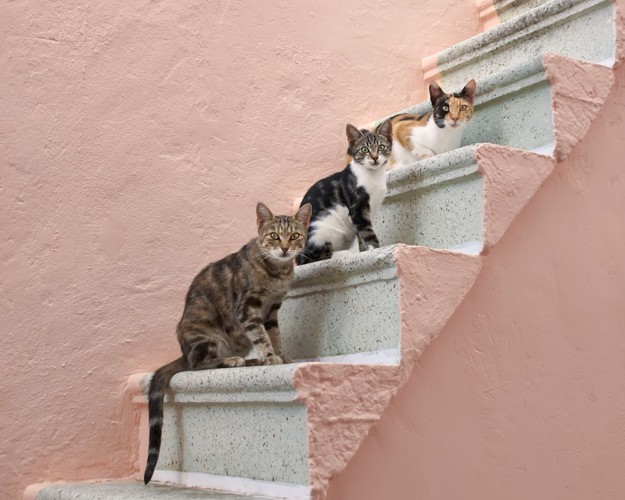 階段にいる3匹の猫