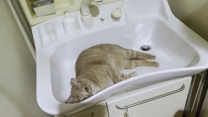 洗面所の中の茶色い猫