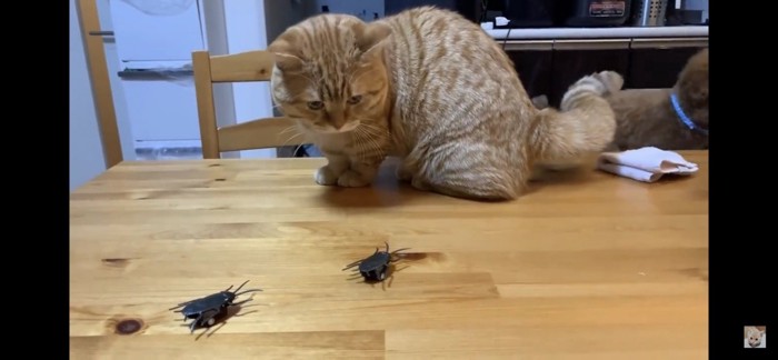 オモチャのゴキブリを見つめる猫