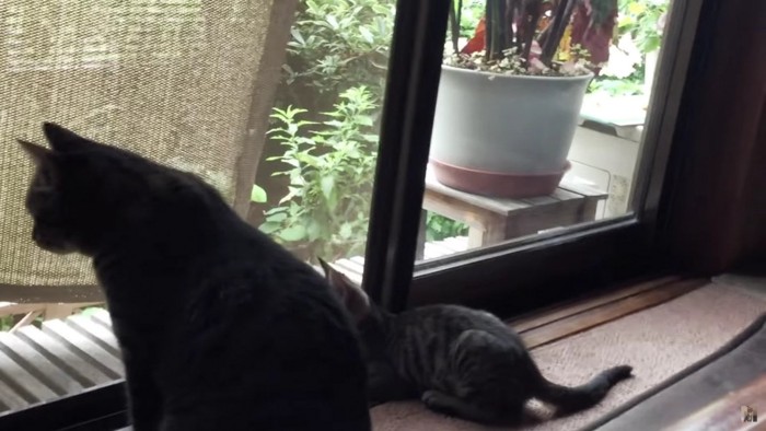 窓の外を眺める猫2匹