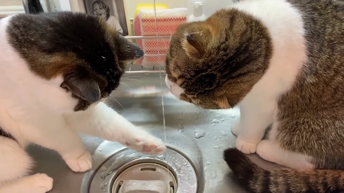 水で遊ぶ2匹の猫