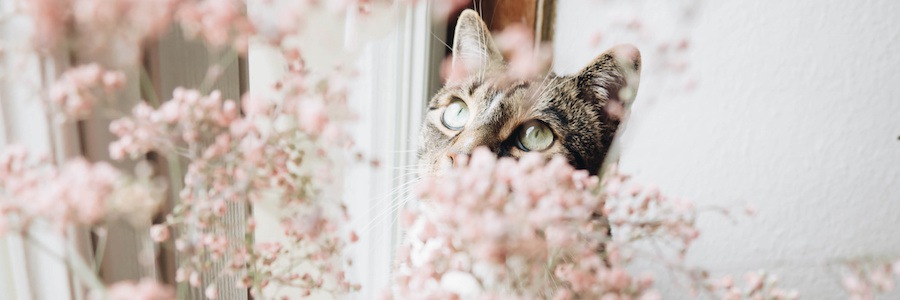 窓から外の花を見つめる猫
