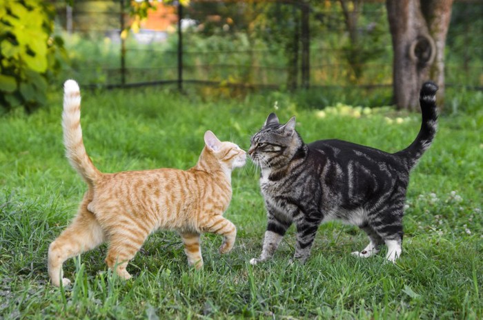 芝生の上で遊ぶ二匹の猫