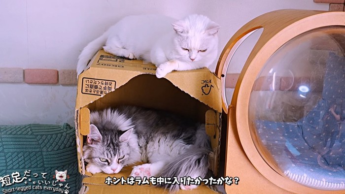 箱の中にいる猫と上に乗る猫