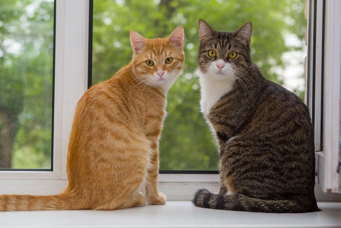 窓辺で振り返る2匹の猫