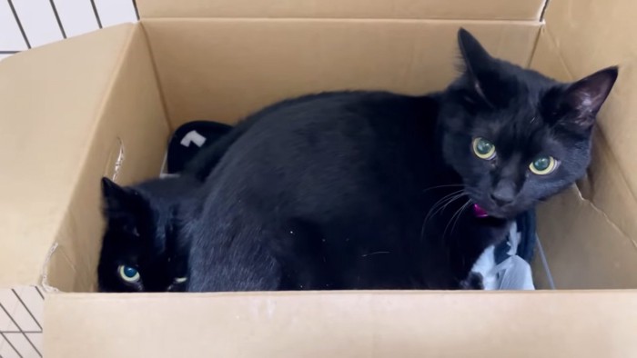 箱に入る黒猫2匹