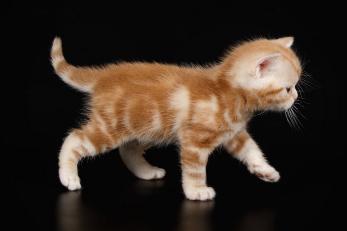 横に歩いていくアメリカンショートヘアの子猫