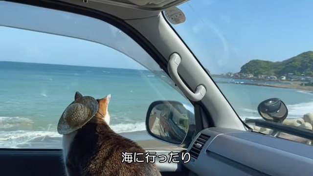 車の窓から外を見る猫