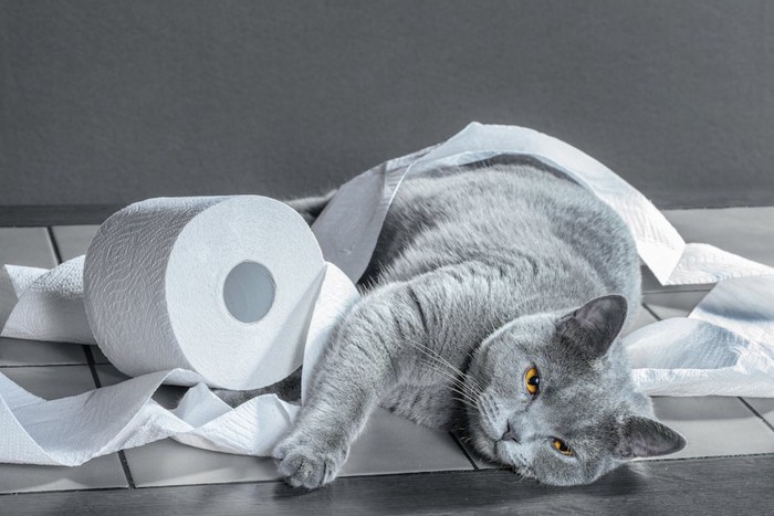トイレットペーパーで遊ぶグレーの猫