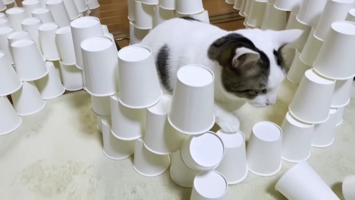 紙コップを崩す猫アップ