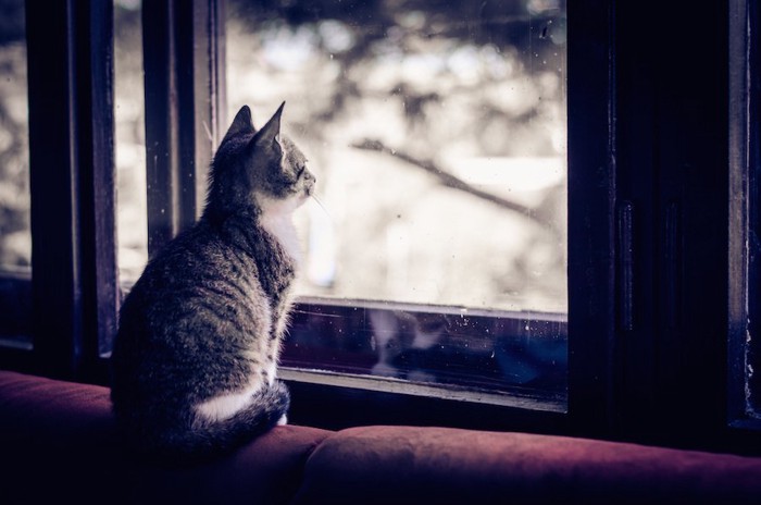 窓の外を見つめる猫の後ろ姿