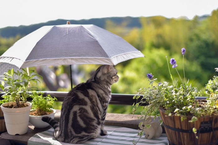 日傘の下の子猫