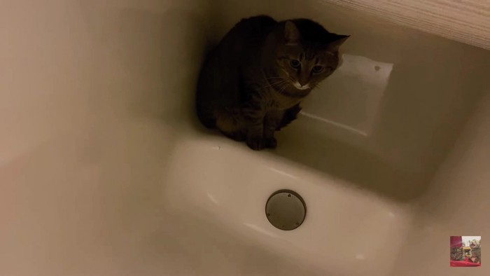 浴槽奥の猫1匹