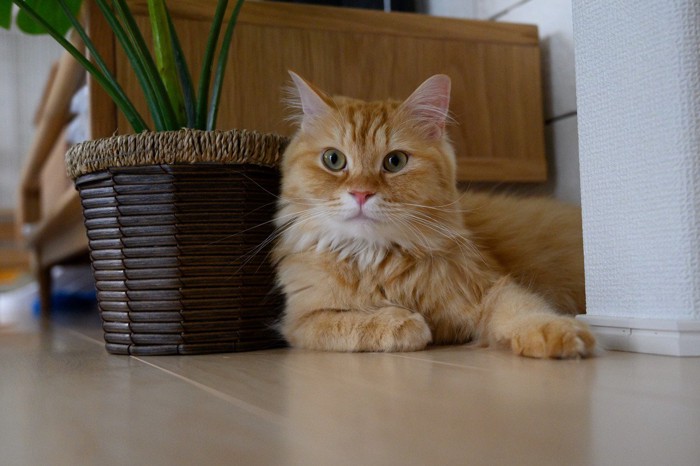 植木鉢の隣で休む猫
