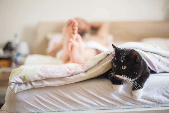 飼い主が寝ている布団の足元から顔を出す猫