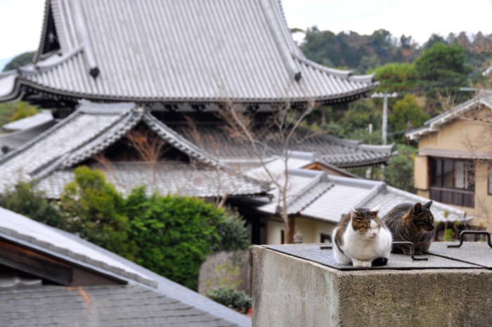 お寺と猫