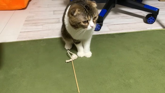 おもちゃの前に立つ猫