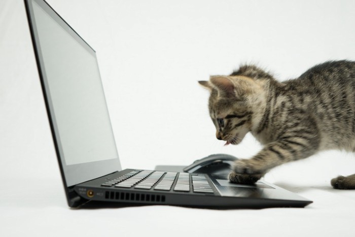 パソコンを操作する子猫