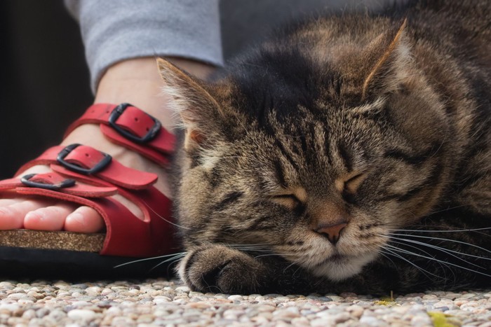 サンダルを履いた足の横で眠る猫