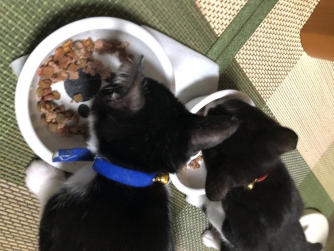 ご飯を食べる子猫たち