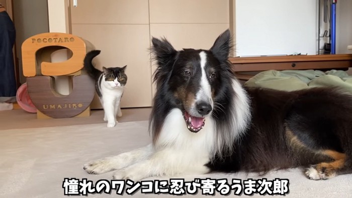 寝そべる犬と後ろに立つ猫