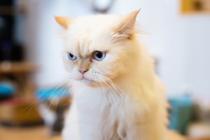 嫌いな顔した白猫