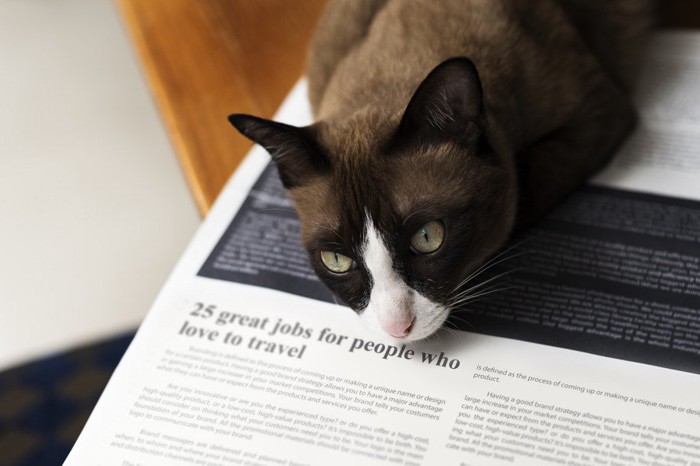新聞の上に寝る猫