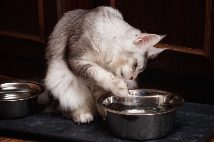 洗面器の水を確認する猫