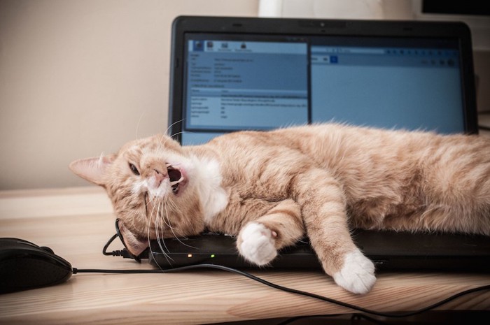 パソコンの上に寝転ぶ猫