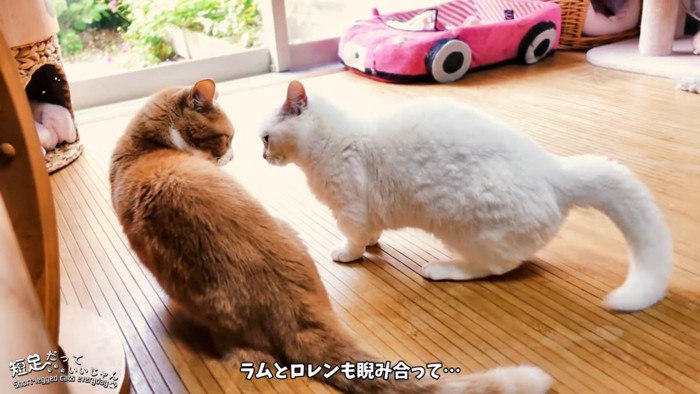 白猫と茶色の猫