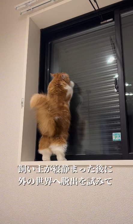 窓を叩く猫