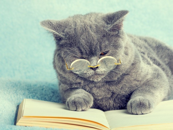 眼鏡をかけて本を読む猫の写真