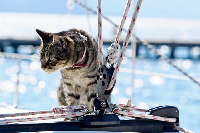 船にいる猫