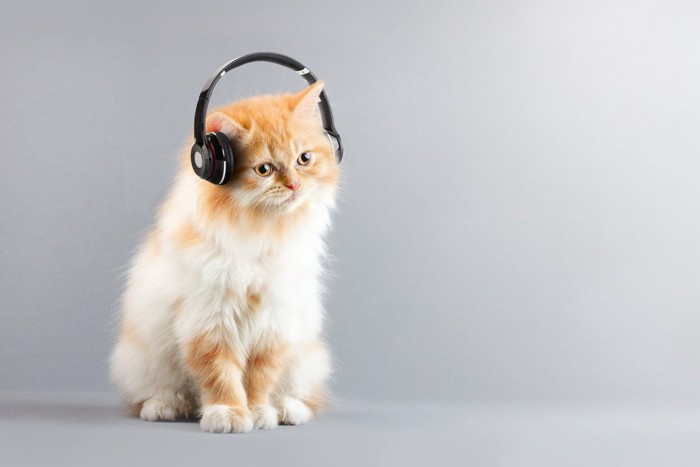 音楽を聞く猫
