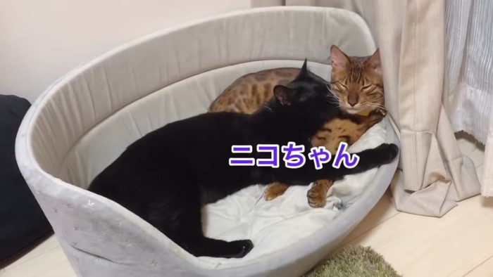 ベッドで寝る2匹の猫