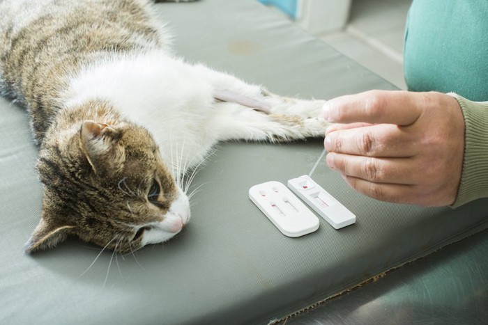病院でウイルス検査をされている猫